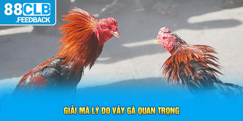 Giải mã lý do vảy gà quan trọng