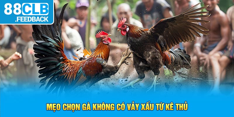 Mẹo chọn gà không có vảy xấu từ kê thủ