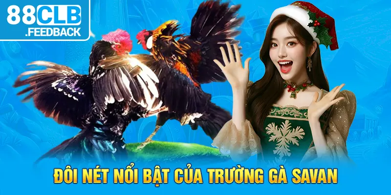 Đôi nét nổi bật của trường gà Savan