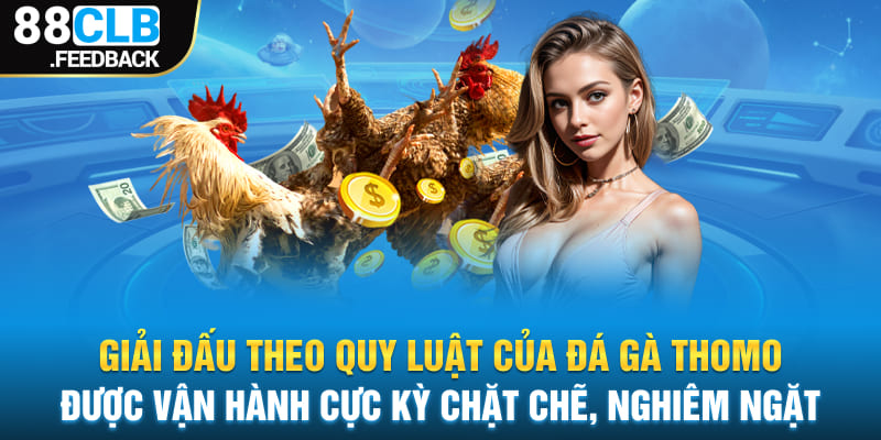 Giải đấu theo quy luật của đá gà Thomo thu hút nhiều người chơi đến 