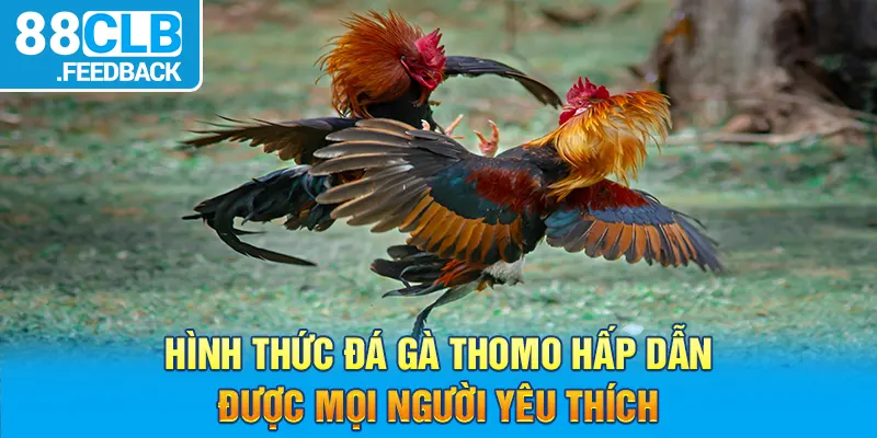 Hình thức đá gà Thomo hấp dẫn được mọi người yêu thích