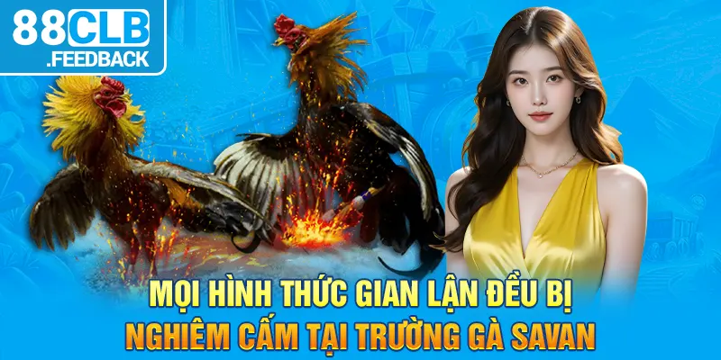 Mọi hình thức gian lận đều bị nghiêm cấm tại trường gà Savan