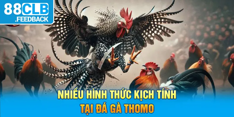 Nhiều hình thức kịch tính tại đá gà Thomo