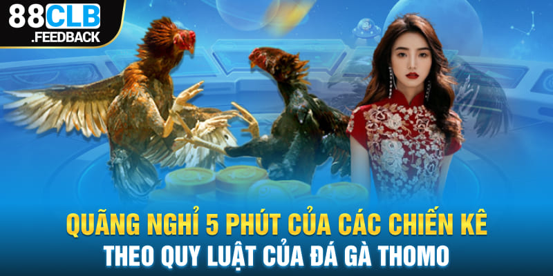 Quãng nghỉ 5 phút của các chiến kê theo quy luật của đá gà thomo